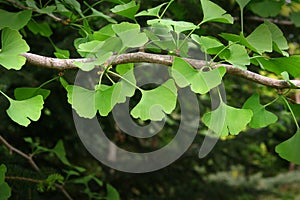 Ginkgo biloba green leaves on a tree