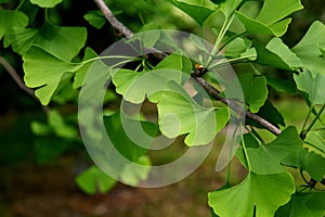 Ginkgo biloba green leaves on a tree