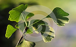 Ginkgo biloba green leaves on a tree