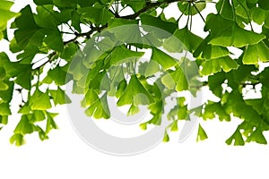 Ginkgo biloba green leaves on a tree. Ginkgo Biloba Tree Leaves. Green, fresh leaves of Maidenhair