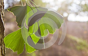 Ginkgo biloba green leaves on a tree. Ginkgo Biloba leaves on light sky