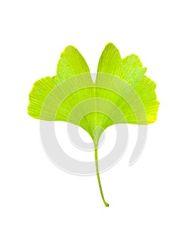 Ginkgo biloba isolated. Green leaf medicinal plant on white back