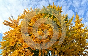 Ginkgo biloba L. on an autumn day