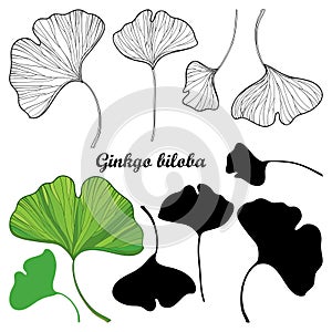 Vector set of outline Gingko or Ginkgo biloba leaves in black and green isolated on white background. Relict contour plant Gingko. photo