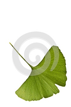 Ginkgo biloba leaf