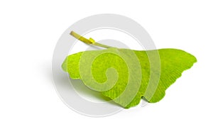 Ginkgo biloba leaf