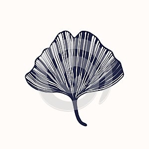 Ginkgo biloba leaf