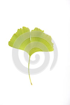 Ginkgo biloba leaf isolated on a white background