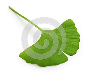 ginkgo biloba leaf