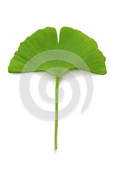 Ginkgo biloba leaf