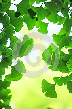 Ginkgo biloba leafs background