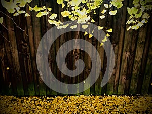 Ginkgo biloba leafs and wooden fence, Leaves fall on the ground background.