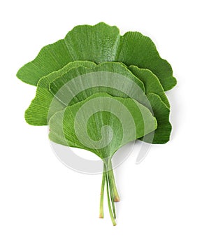 Ginkgo biloba leaves
