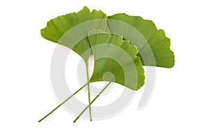 Ginkgo biloba leaves