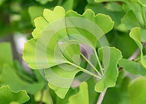 Ginkgo biloba leaves