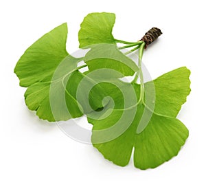 Ginkgo biloba leaves