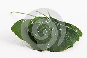 Ginkgo biloba leaves