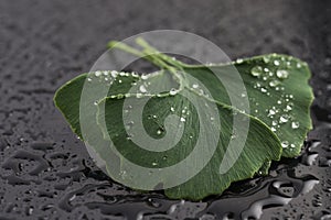 Ginkgo biloba leaves