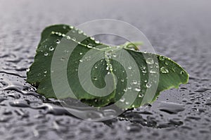 Ginkgo biloba leaves