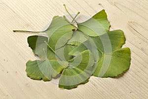 Ginkgo biloba leaves