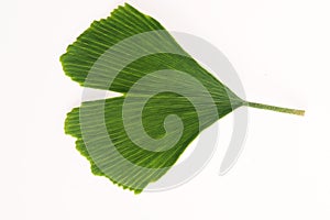 Ginkgo biloba leaves