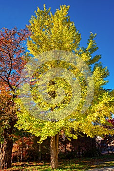 Ginkgo biloba leaves bright yellow on branch tree with blue sky at daytime