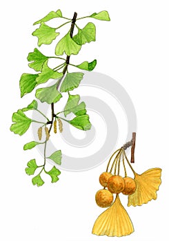 Ginkgo biloba leaves and fruit (Ginkgo biloba) photo