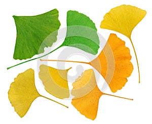 Ginkgo Biloba leaves herbarium