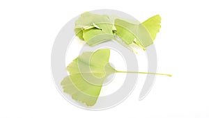 Ginkgo biloba leaves isolated on a white background