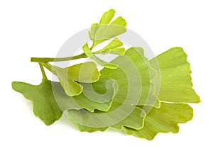 Ginkgo biloba leaves isolated on white background