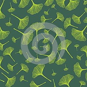 Ginkgo biloba leaves pattern, green ginkgo leaves background