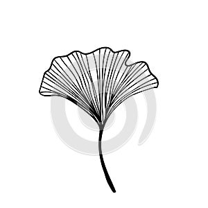 Ginkgo biloba leaves sketch. Decorative sceleton leaf. Vector hand drawn illustration. Minimal linear style