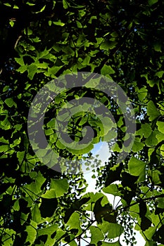 Ginkgo biloba leaves view from bellow