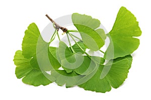 Ginkgo biloba leaves