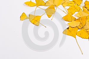 Ginkgo biloba leaves on a white background, autumn golden ginkgo leaves are laid out