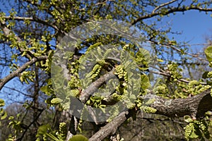 Ginkgo biloba tree in bloom