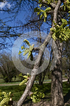 Ginkgo biloba tree in bloom