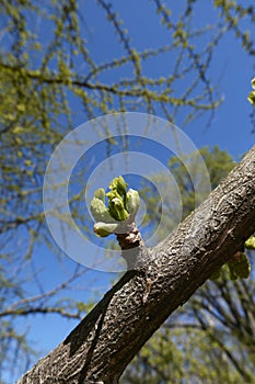 Ginkgo biloba tree in bloom