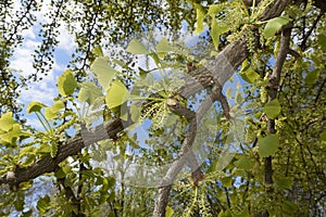 Ginkgo biloba tree in bloom