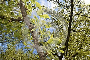 Ginkgo biloba tree in bloom