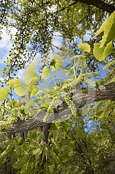 Ginkgo biloba tree in bloom