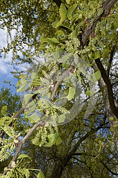 Ginkgo biloba tree in bloom