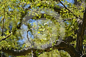 Ginkgo biloba tree blooming in spring