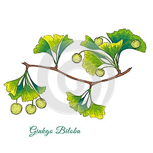 Ginkgo Biloba Tree Branch Isolated on White