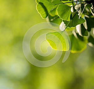 Ginkgo biloba tree branch with leafs