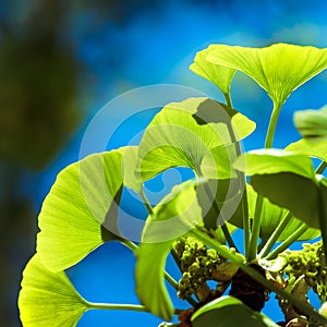 Ginkgo biloba tree