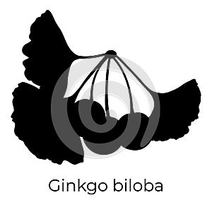 Ginkgo biloba tree leaves and fruit silhouette, vector botanical illustration.