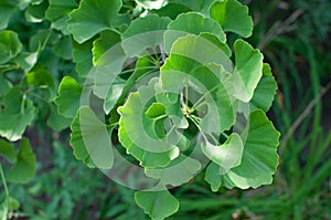 Ginkgo Biloba tree leaves twig closeup. Herbal medicine concept photo