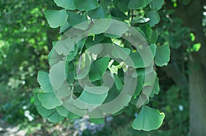 Ginkgo Biloba tree leaves twig closeup. Herbal medicine concept photo