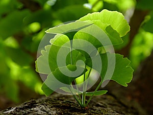 Ginkgo Biloba tree leaves and twig. home and natural medicine. homeopathy photo